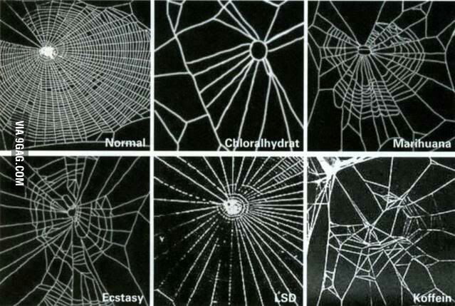 spiders on drugs 1.jpg